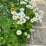 Lexham Garden