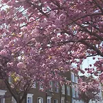 Kensington Olympia Apartments