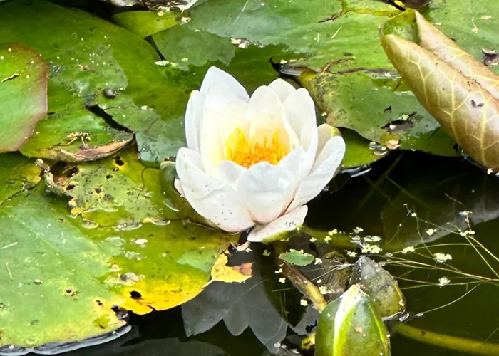 Lexham Garden