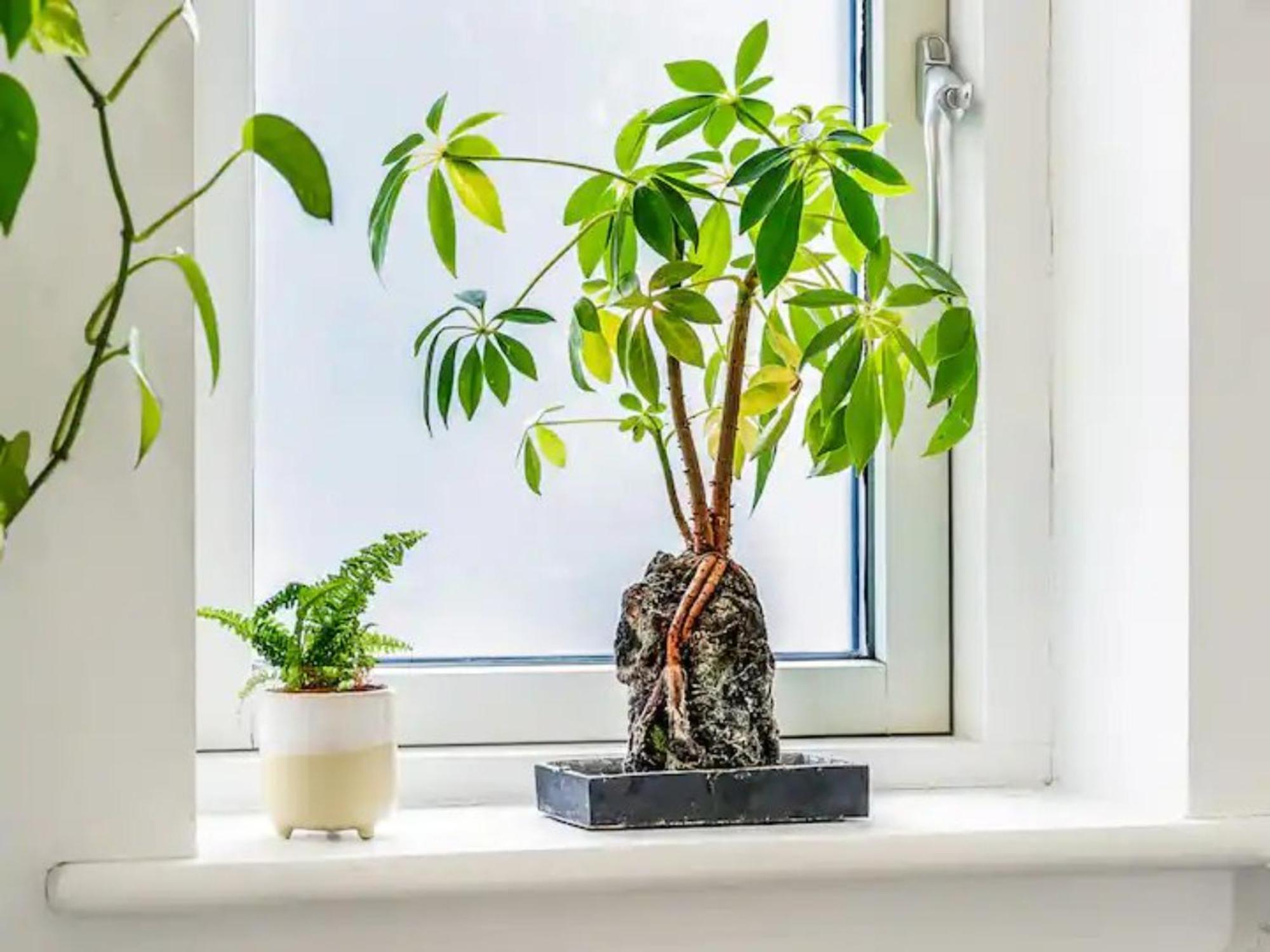 Pass The Keys Modern Terrace In Putney Apartment London
