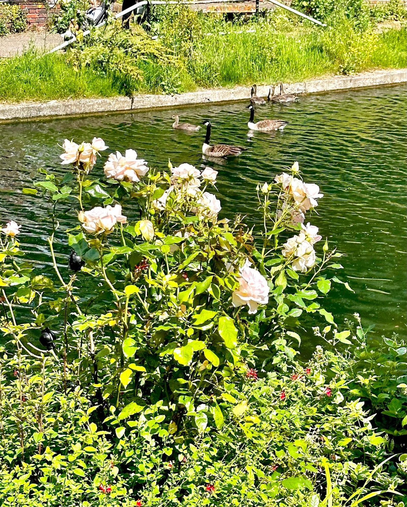 Canal View House: Of Oasis Apartment London