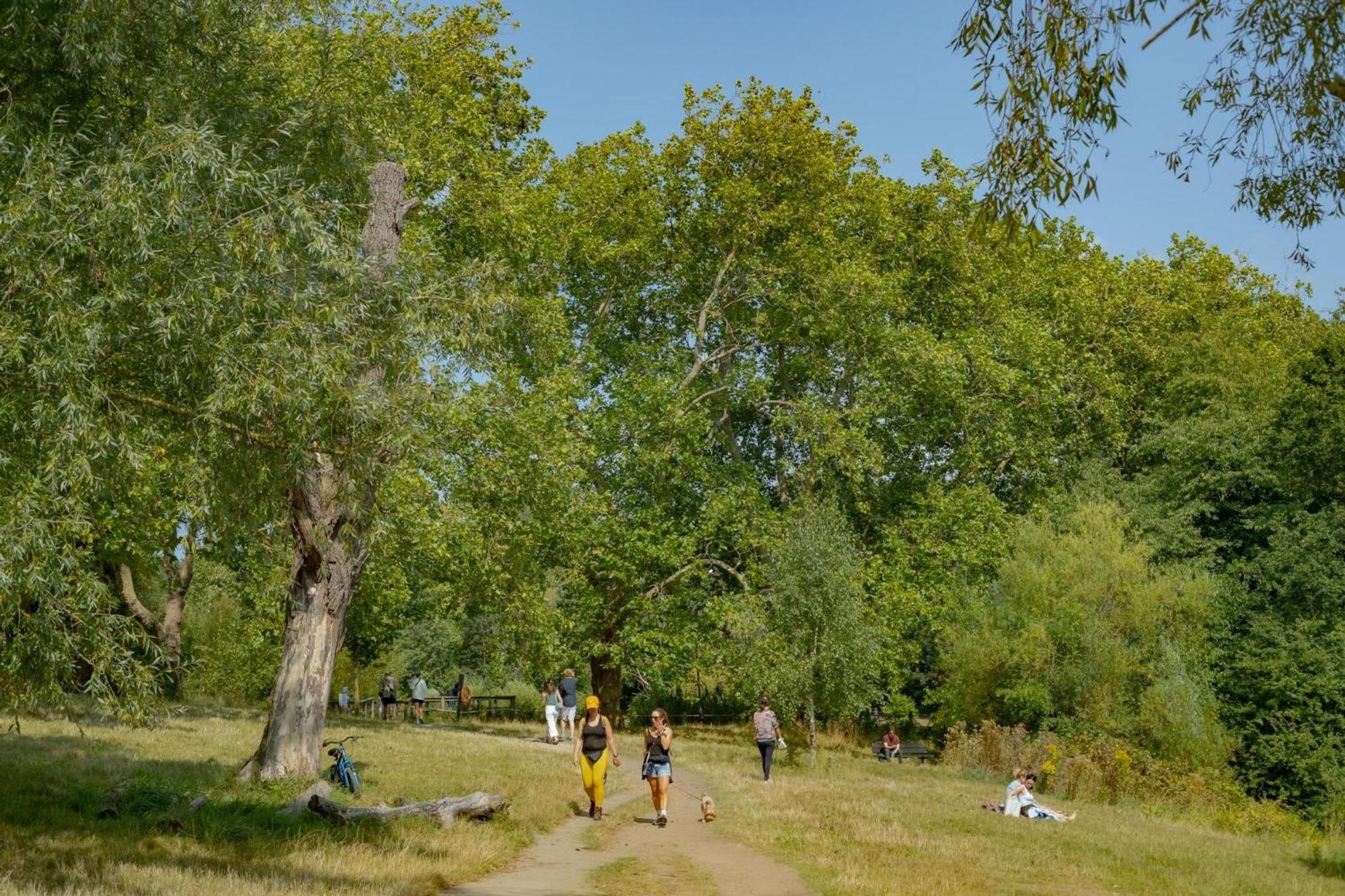 3 Bedroom Magical Hampstead Heath