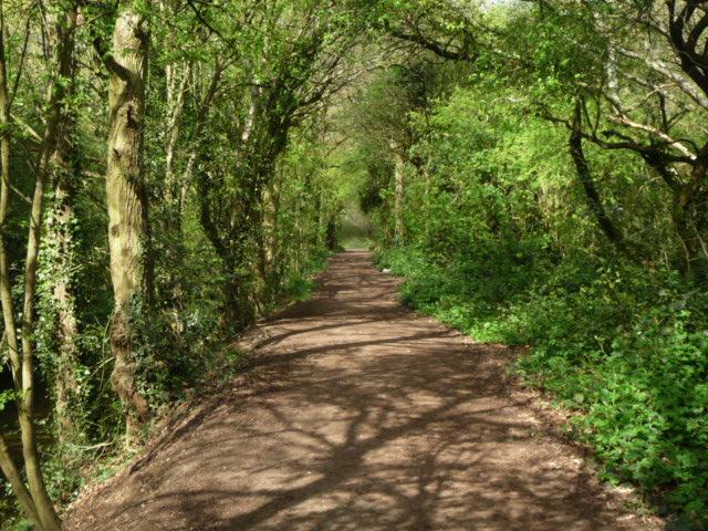 Forest London