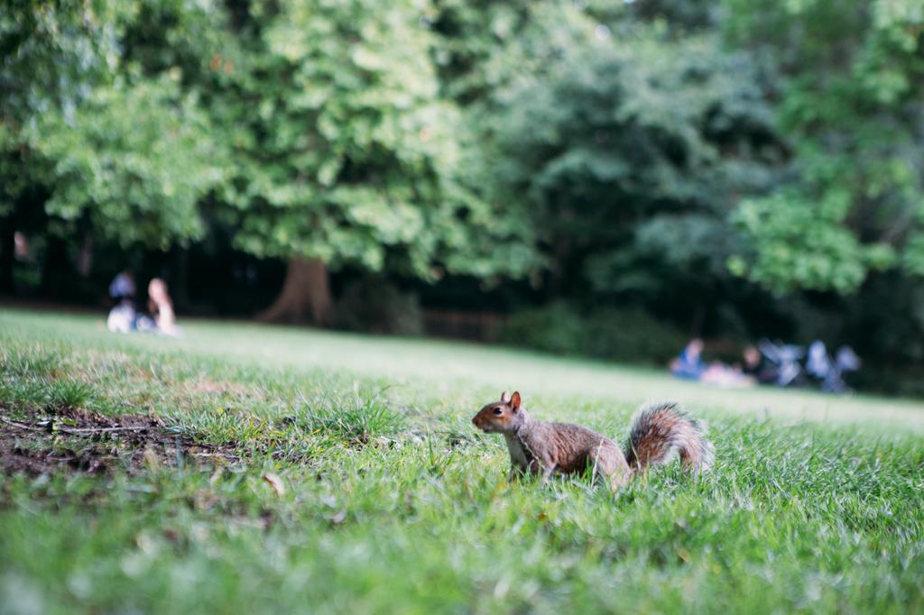 Safestay Kensington Holland Park (adults Only) Albergue